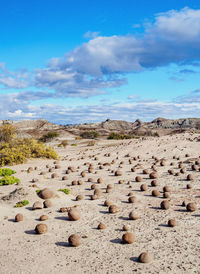 Flock of rocks on land against sky