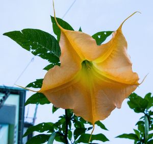 Close-up of yellow flower