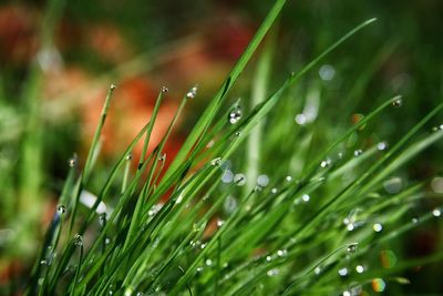 Close-up of wet plant during rainy season