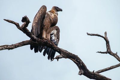 Low angle view of vulture perching on branch against clear sky