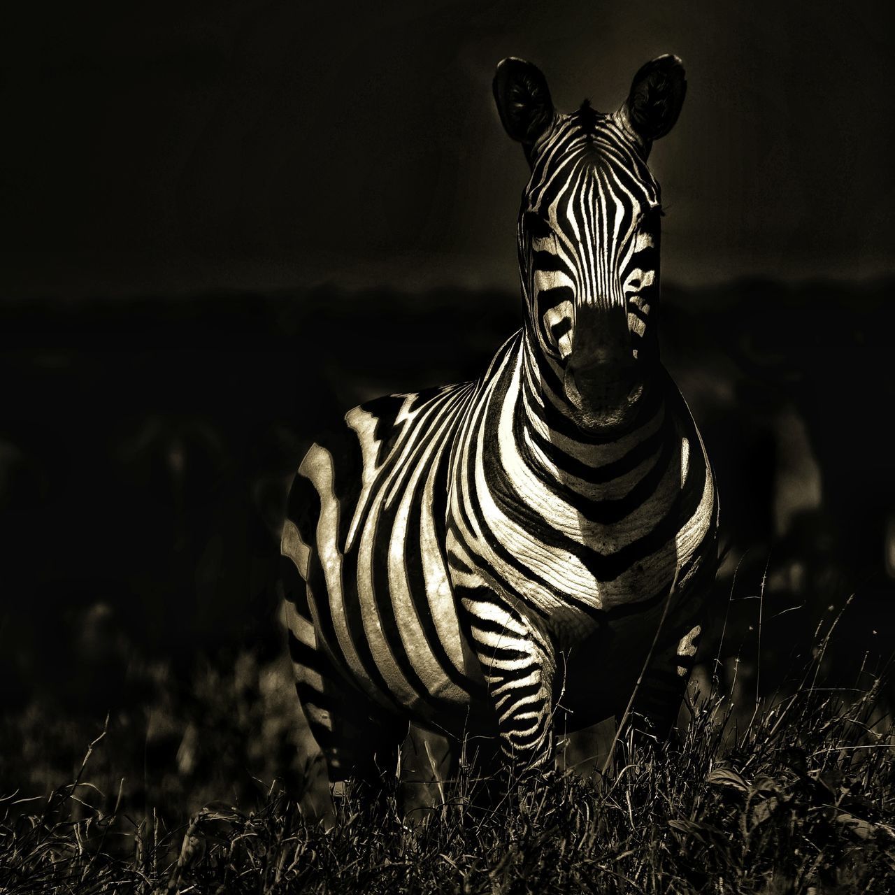 ZEBRA ON LEAF