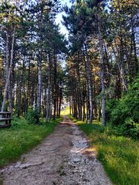 Road amidst trees in forest