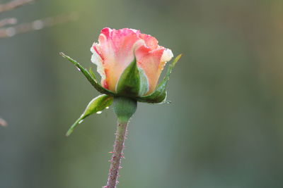 Close-up of rose bud