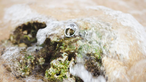 Close-up of lizard on rock