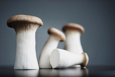 Close-up of pleurotus eryngii mushroom on table