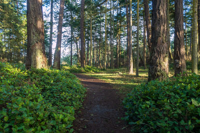 Pine trees in forest