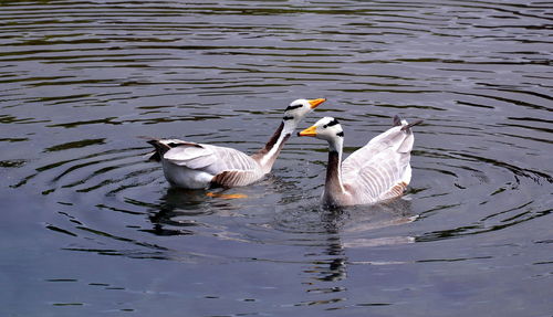 Ducks swimming in lake