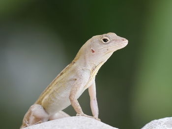 Close-up of lizard