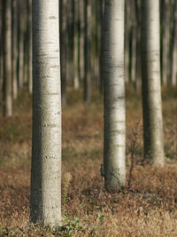 View of trees in the forest