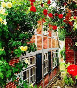 Red flowering plants by building