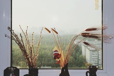 Close-up of potted plant in glass window at home