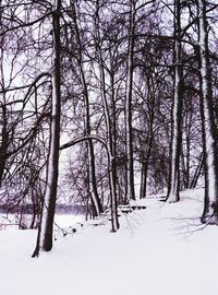 Trees against sky during winter