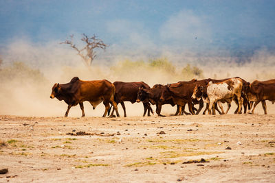 Masai boran cattle grazing in the savannah grassland landscapes of amboseli national park in kenya