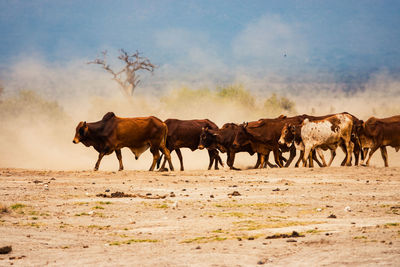 Cows on field