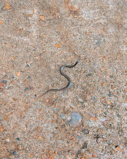 High angle view of lizard on rock