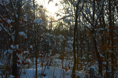 Trees in forest during winter