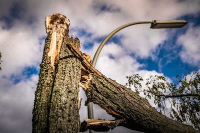 Low angle view of tree trunk against cloudy sky