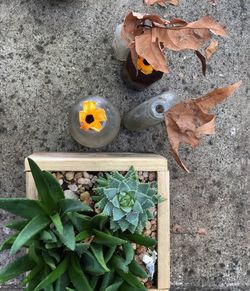 High angle view of butterfly on plant