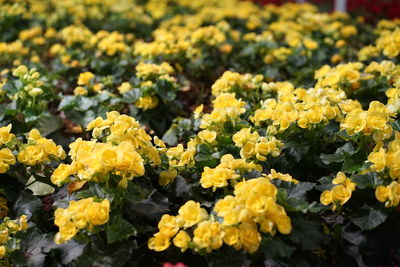 Close-up of yellow flowering plants in field