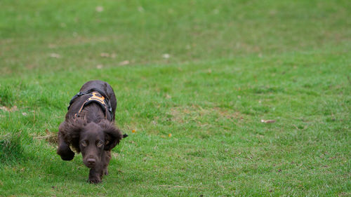 Dog standing on grass