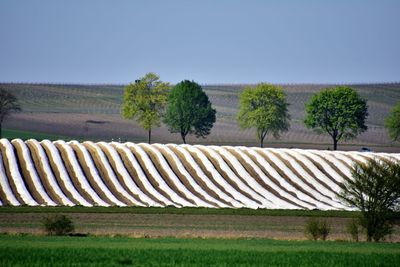 Scenic view of field against clear sky