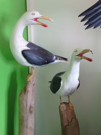 Close-up of bird perching on wood