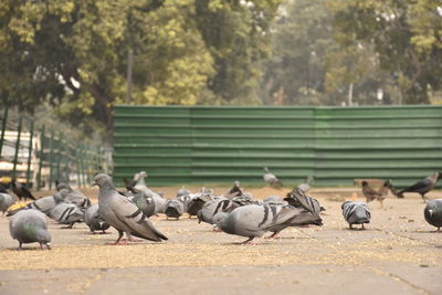 Pigeons perching on a tree