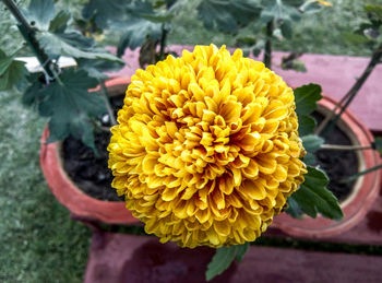 Close-up of yellow flower blooming outdoors