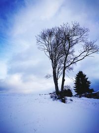 Close-up of tree against sky