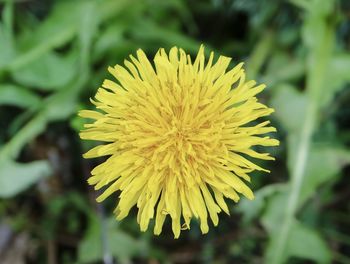 Close-up of yellow flower