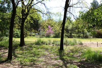 Trees on field in forest