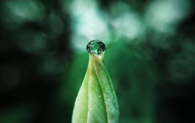 Close-up of wet leaf against blurred background