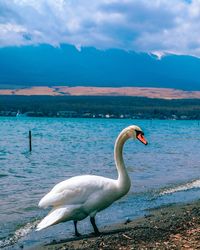 Swan in a lake