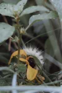 Close-up of insect on plant