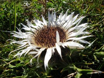 Close-up of flower growing in field