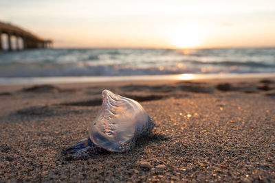 Close-up of man o war on sand