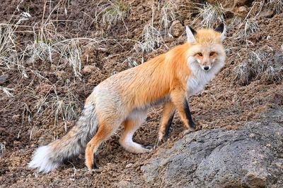 Posing fox