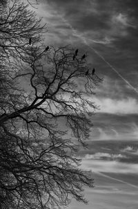 Low angle view of silhouette bare tree against sky