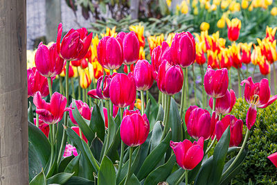 Close-up of red tulips in bloom