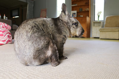 Cat sitting on sofa at home