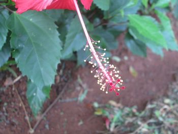 Close-up of butterfly on plant