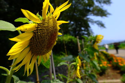 Close-up of yellow flowering plant