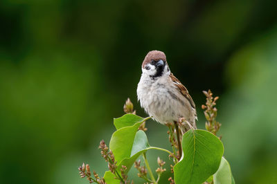 Close-up of bird perching on plant