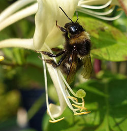 Close-up of insect on plant