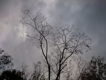 Low angle view of bare tree against sky