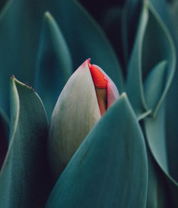 Close-up of red flowering plant