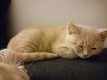 Close-up of ginger cat sleeping