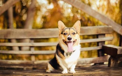 Close-up portrait of dog on bench