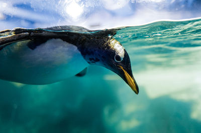 Close-up of fish swimming in sea