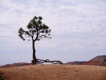 Tree on landscape against sky